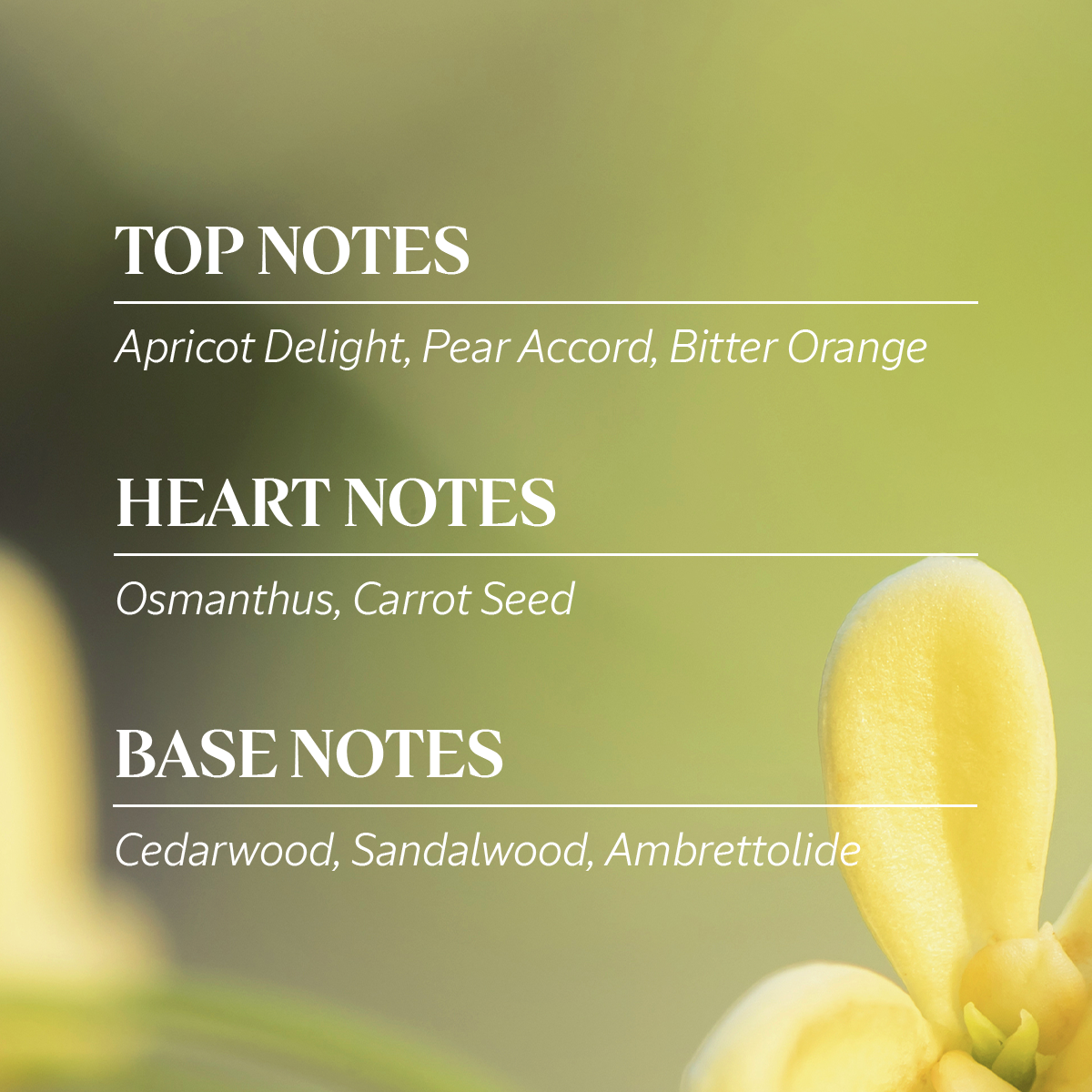 Osmanthus | Perfume in Oil