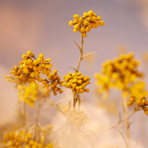 Immortelle Précieuse | Крем Вокруг Глаз