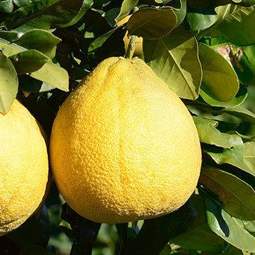 Featured Ingredient - L'Occitane