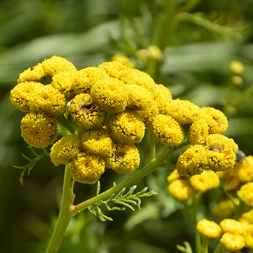 Featured Ingredient - L'Occitane