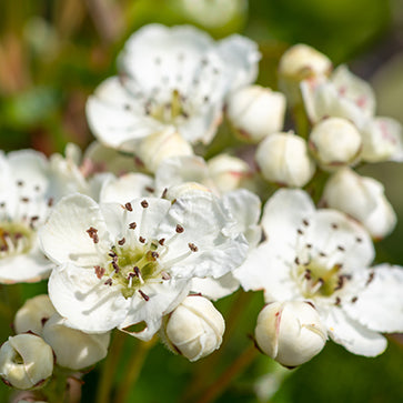 Featured Ingredient - L'Occitane