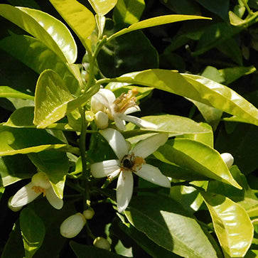 Featured Ingredient - L'Occitane
