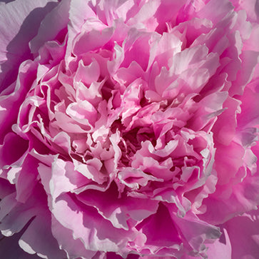 Featured Ingredient - L'Occitane
