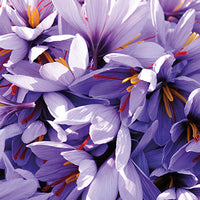 Saffron Featured Ingredient - L'Occitane