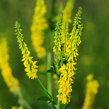 Featured Ingredient - L'Occitane