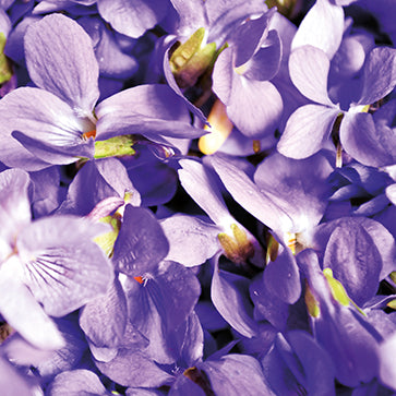 Featured Ingredient - L'Occitane